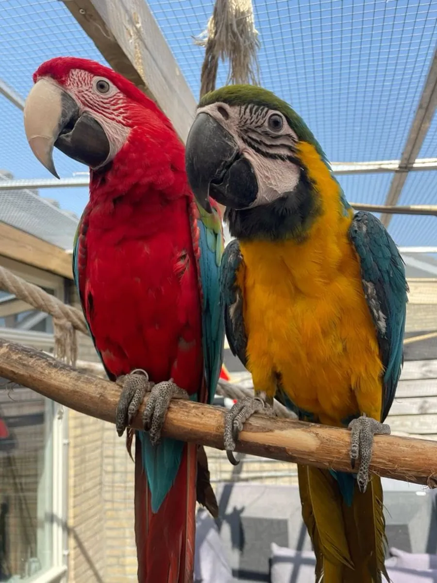 Özel Bir Aile İçin Mevcut Guacamayo Papağanları 632000221