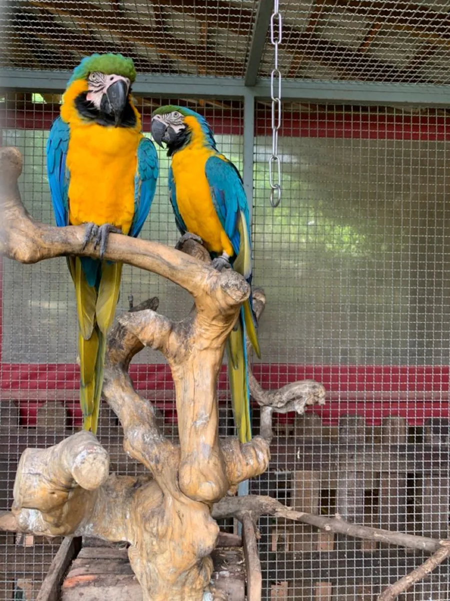 Guacamayos Loros Listos para Encontrar un Hogar Responsable 632000221
