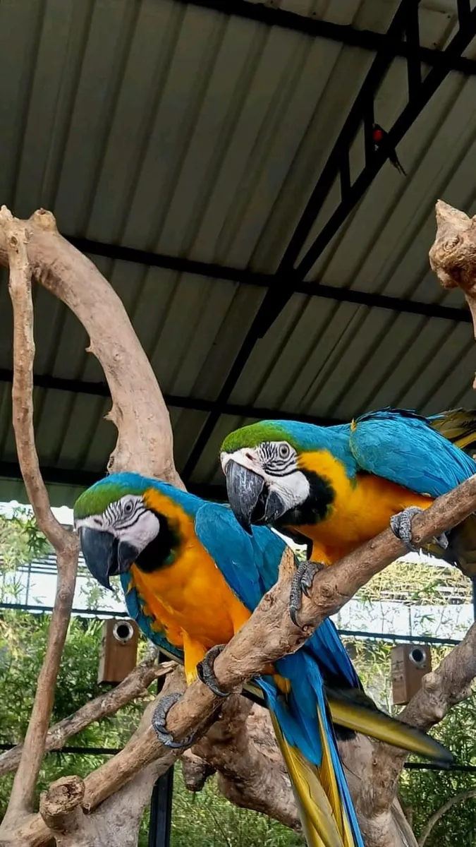 Sevimli Bir Aile Arayan Guacamayo Papağanlar 632000221