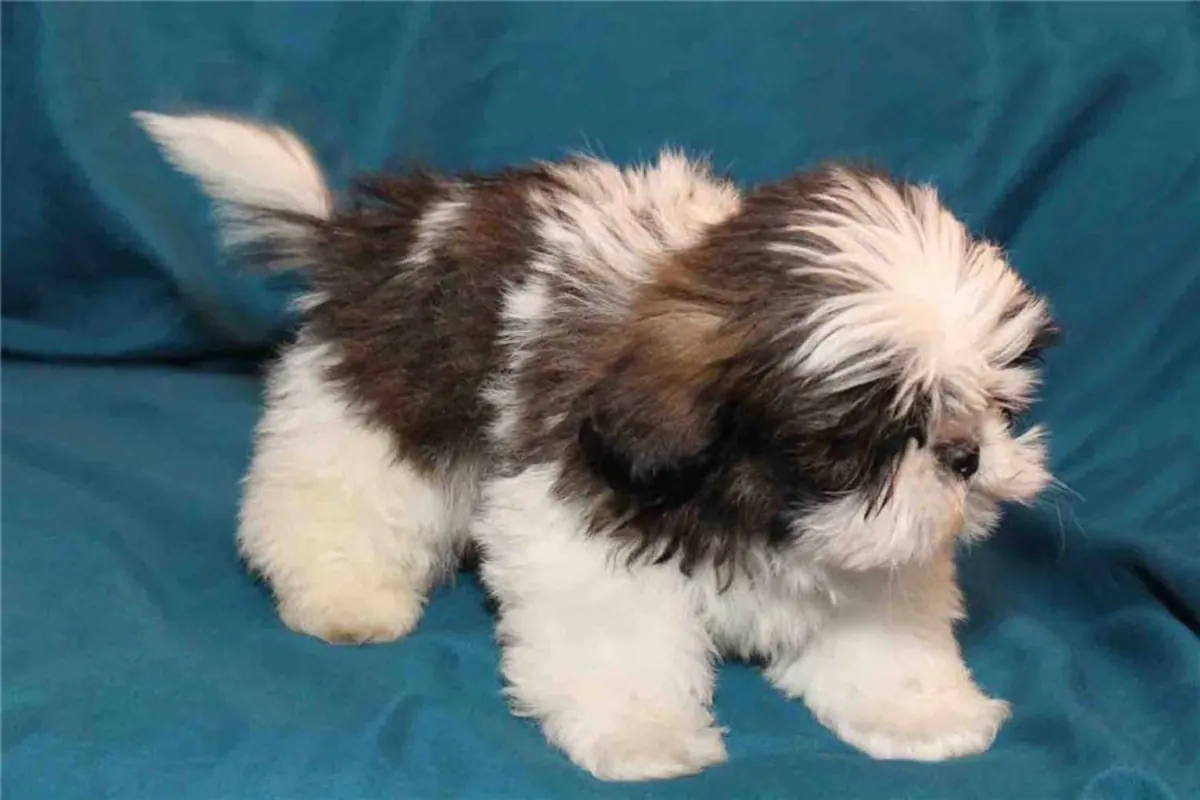 Juguetones cachorros Shih Tzu, machos y hembras