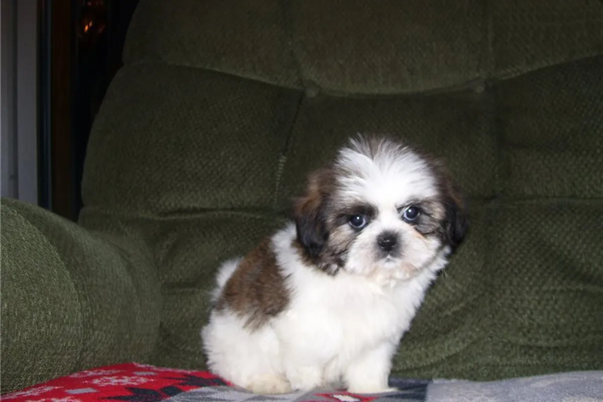 Encantadores cachorros Shih Tzu: machos y hembras
