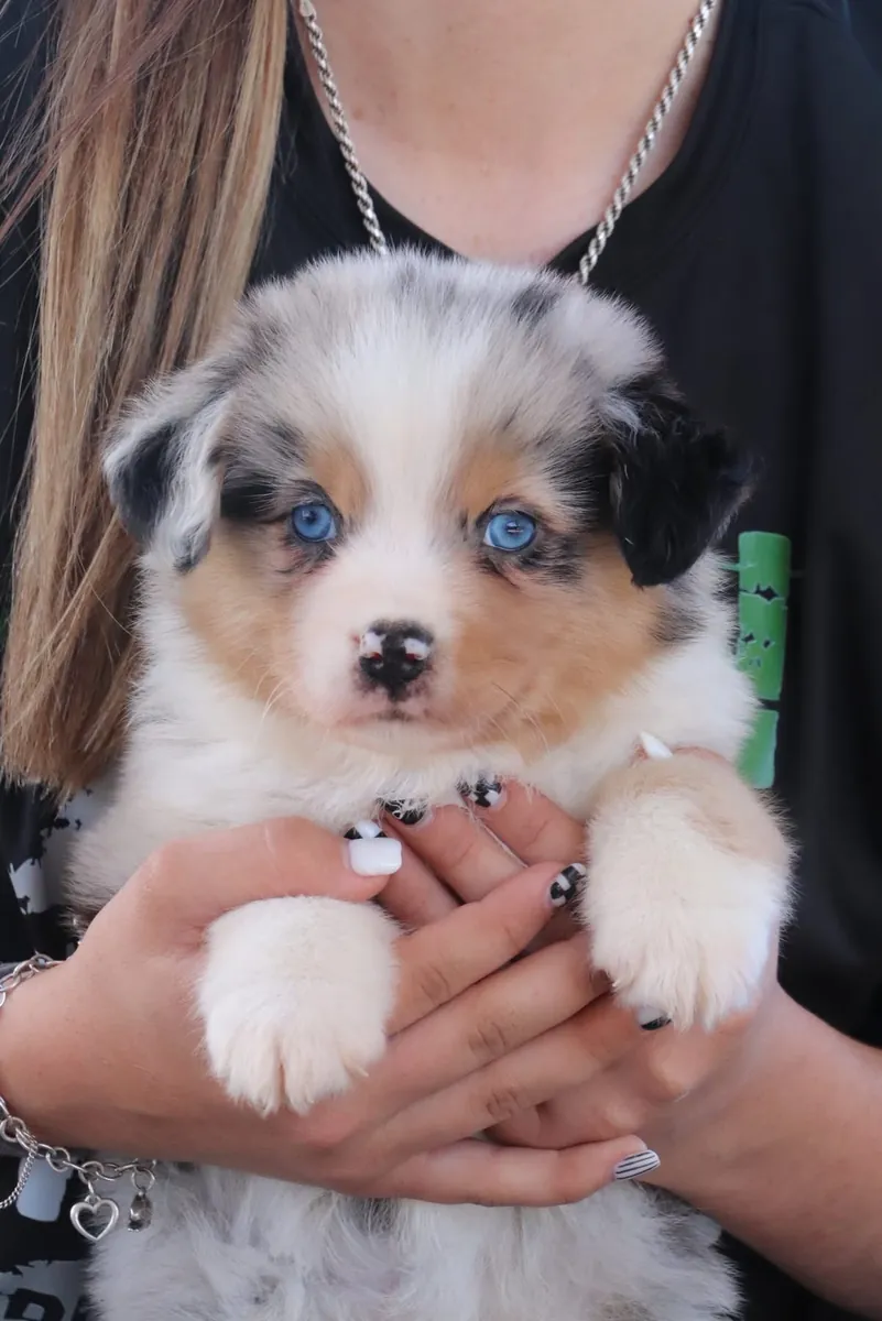 Adorable cachorro Aussie