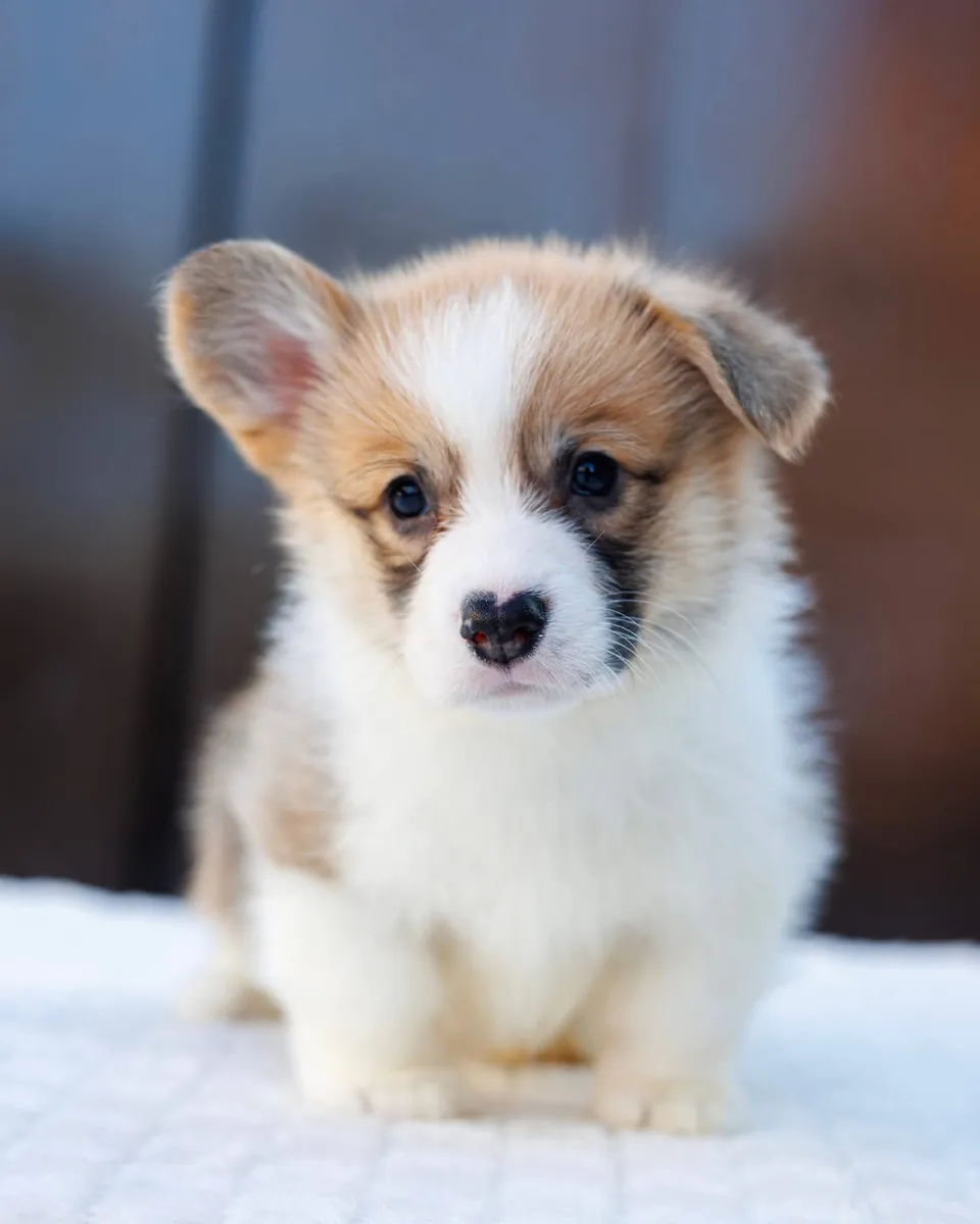 Linda cachorra Pembroke Welsh Corgi
