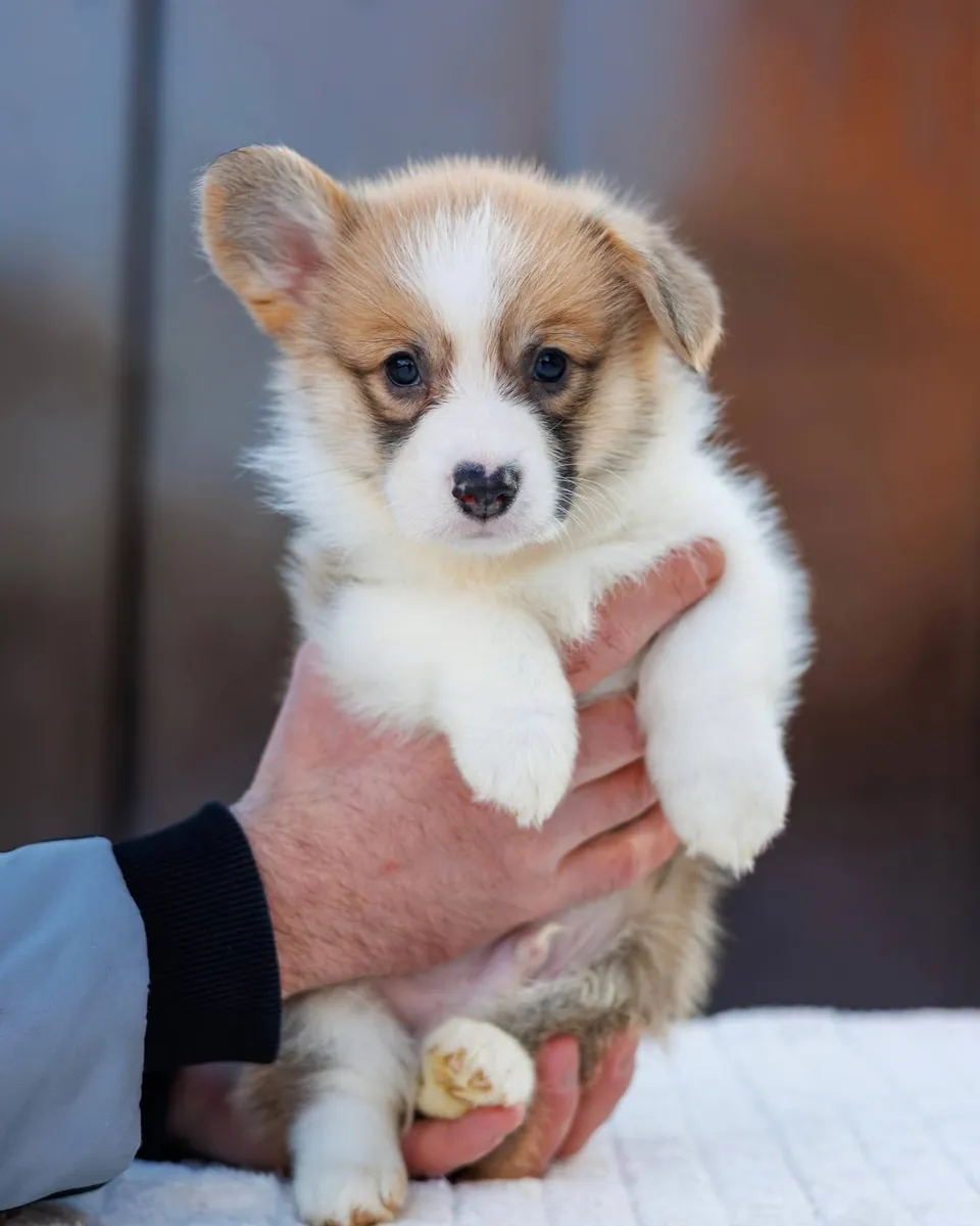 Linda cachorra Pembroke Welsh Corgi