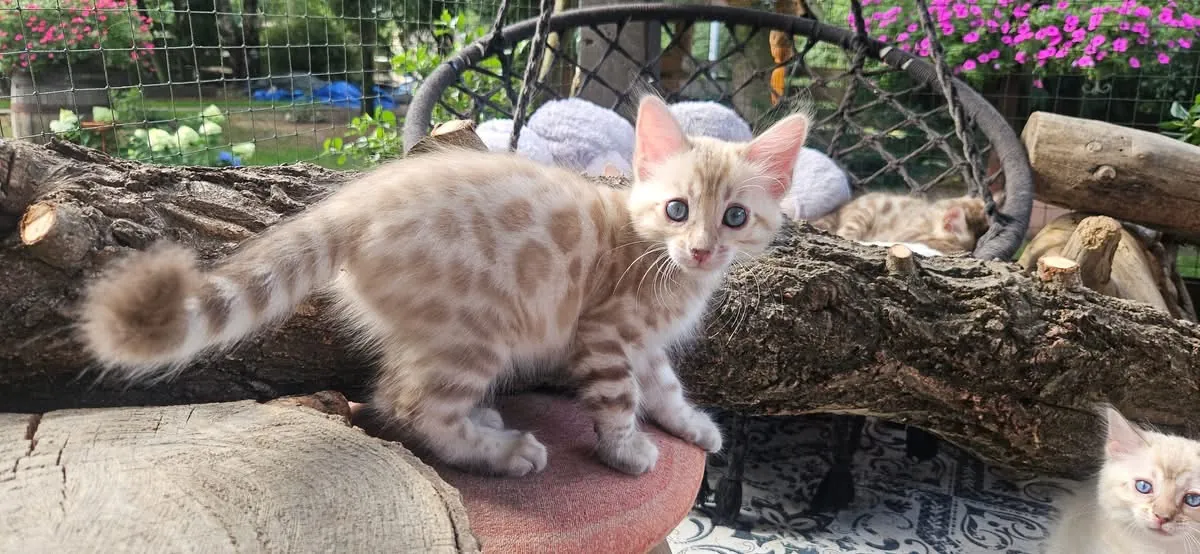 Joli chaton Bengal