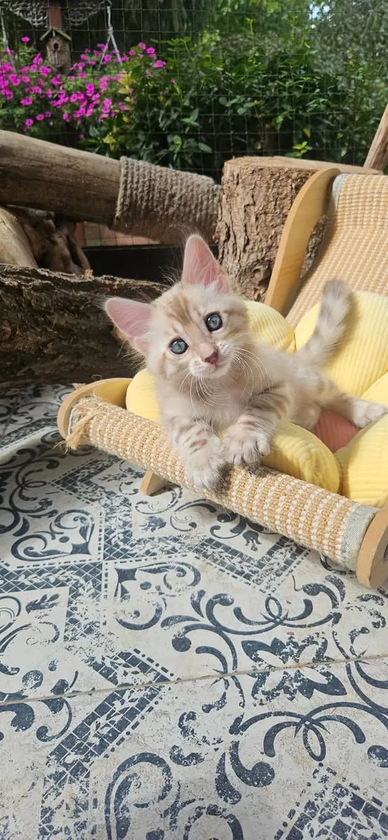 Joli chaton Bengal