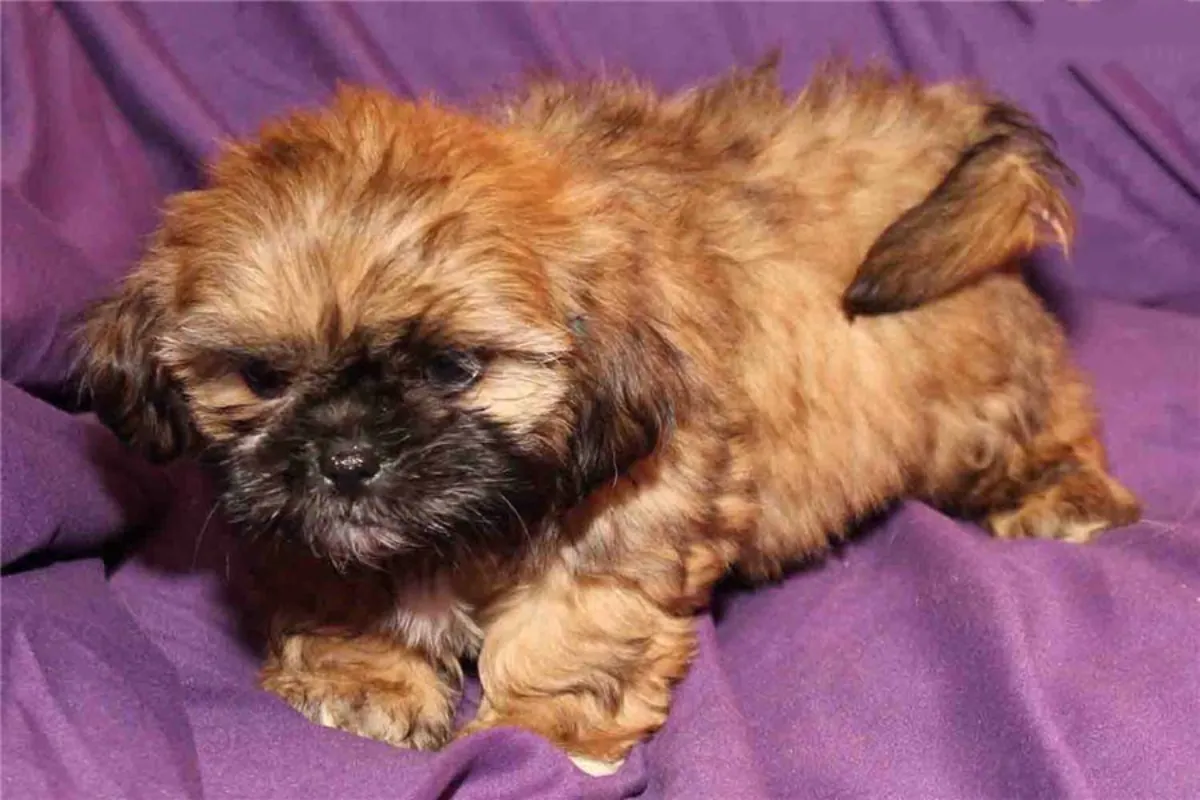  Preciosos cachorros Shih Tzu, machos y hembras, disponibles