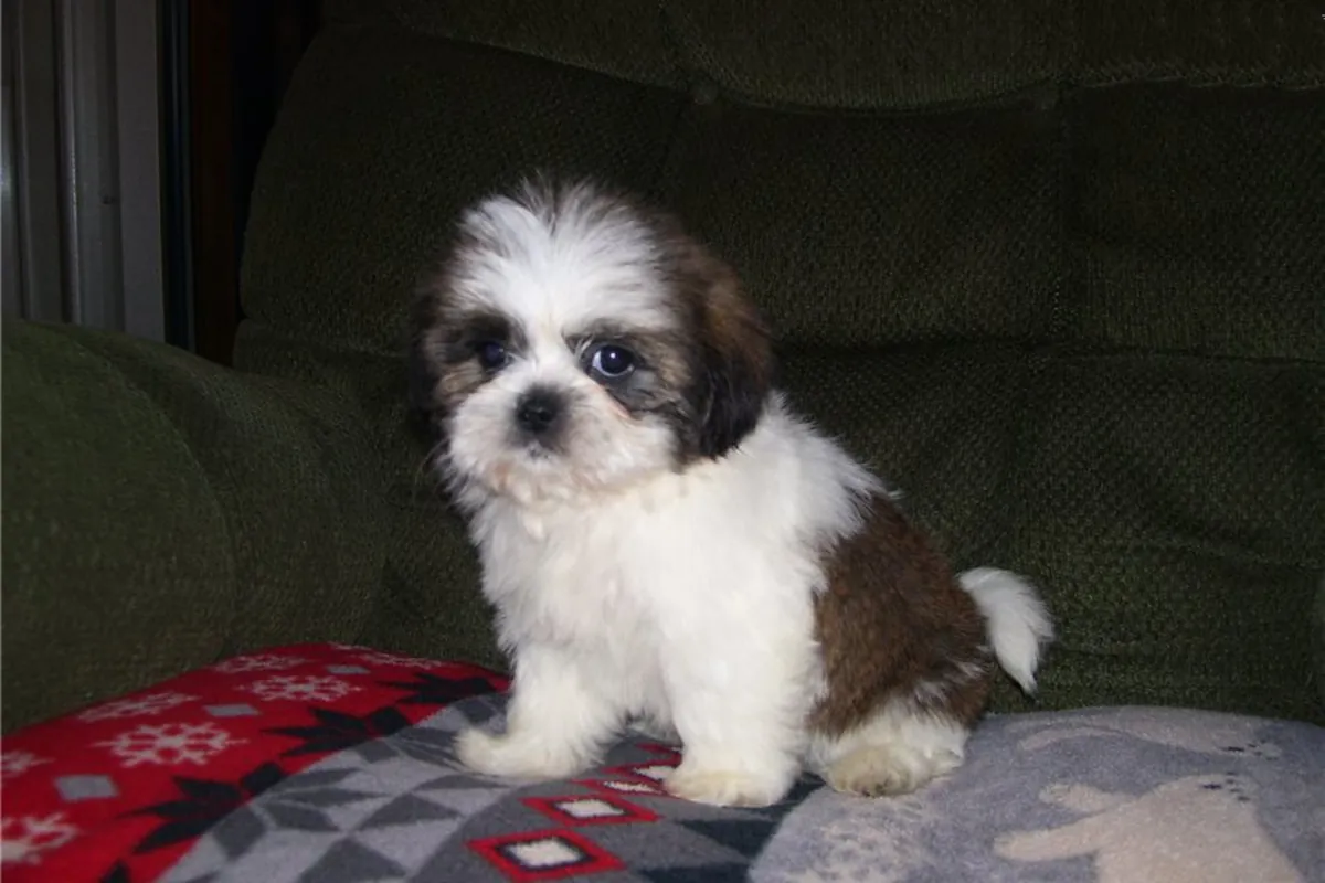 可供领养的可爱西施犬幼犬