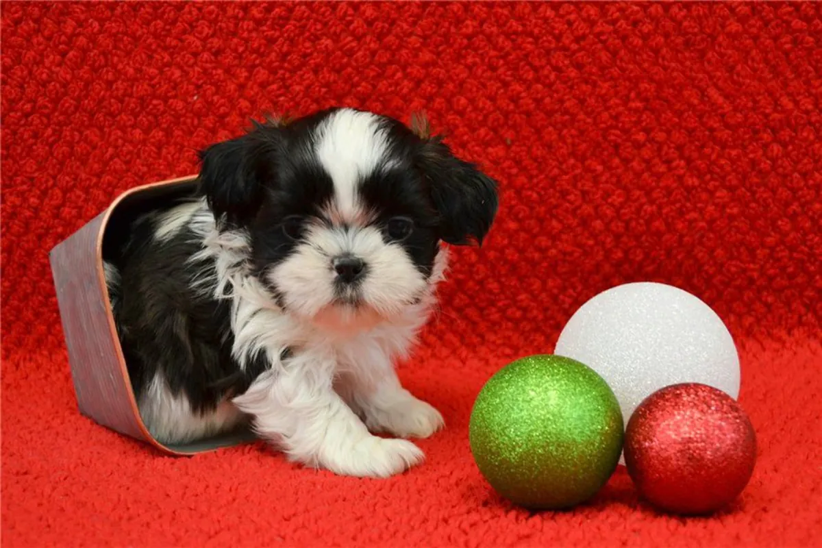 可爱的西施犬幼犬准备好与您见面