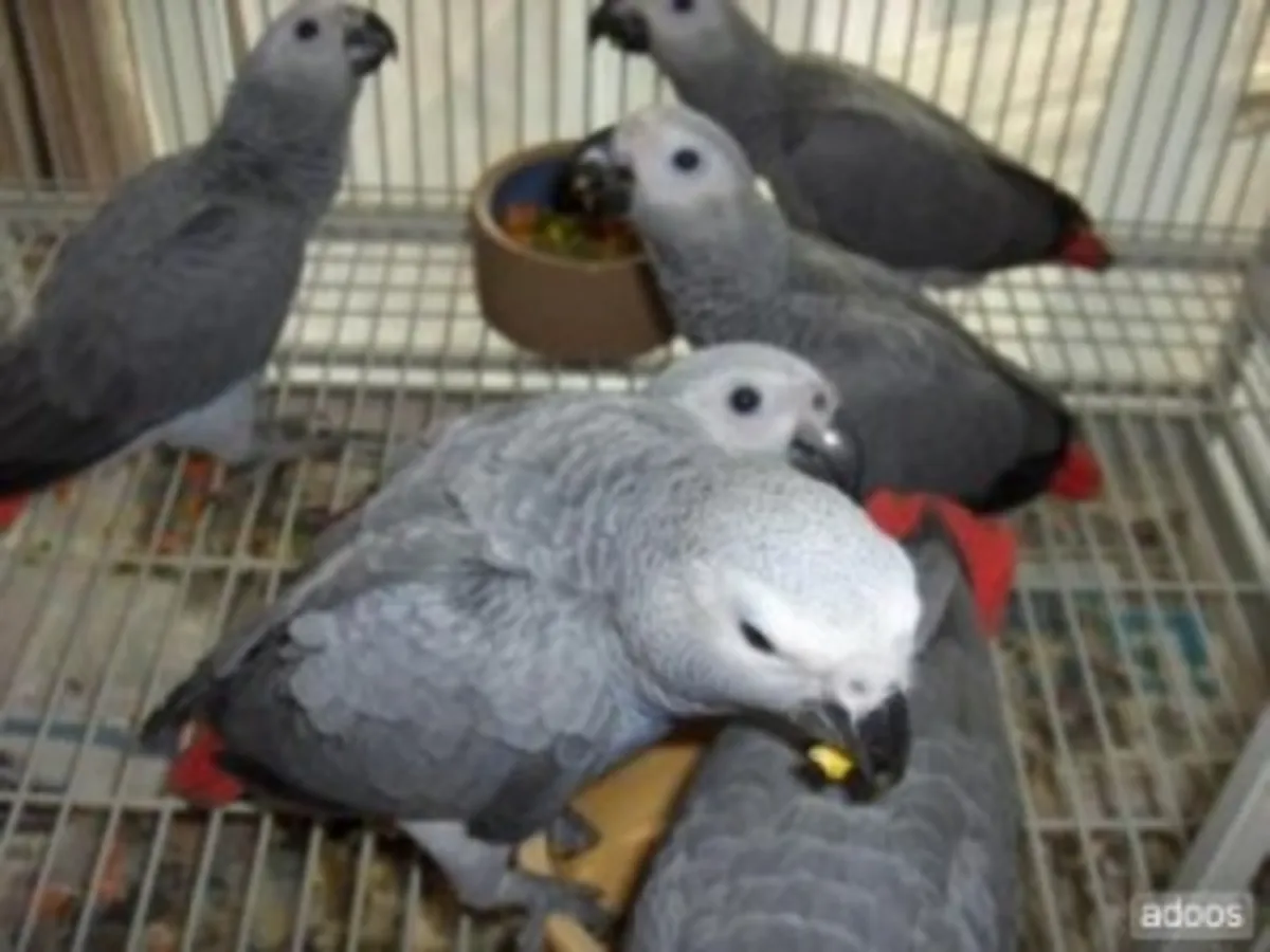 Perroquets gris d'Afrique en bonne santé