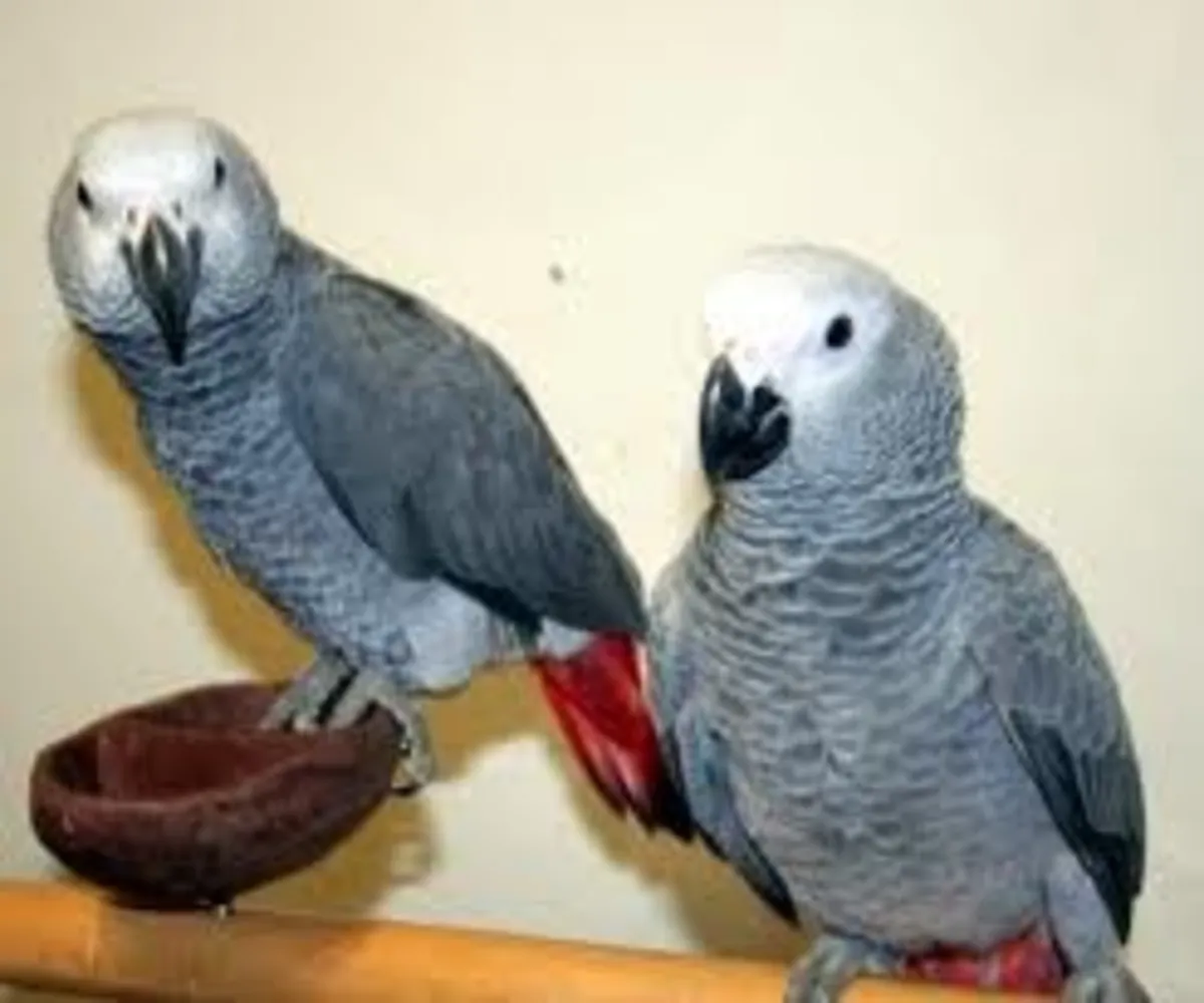 Lindos loros grises africanos