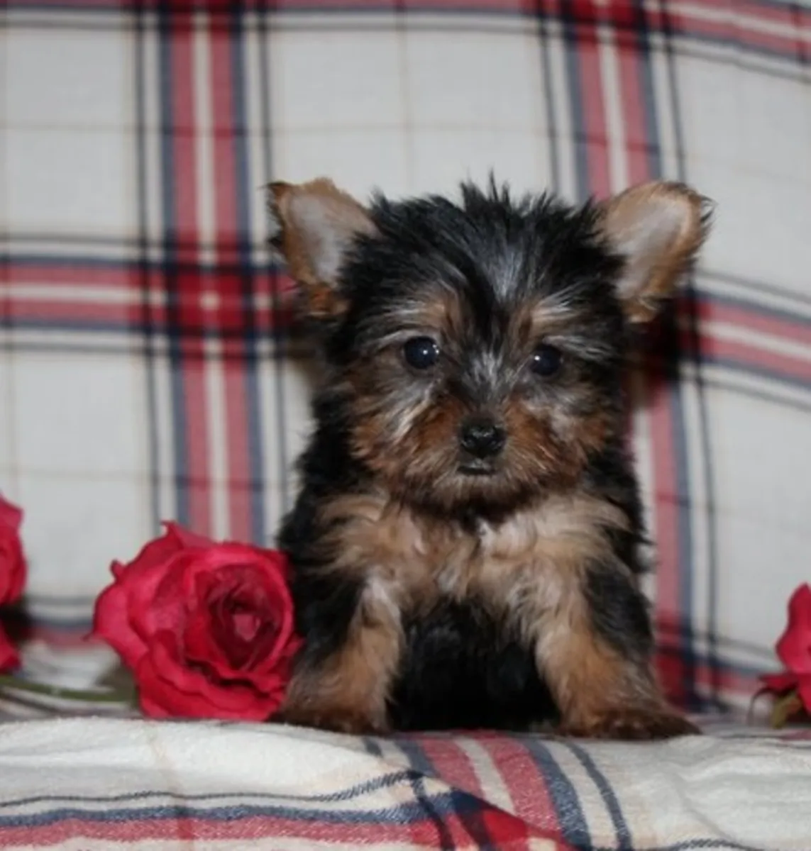 Jolis Chiots Yorkshire Terrier Prêts pour des Foyers Aimants