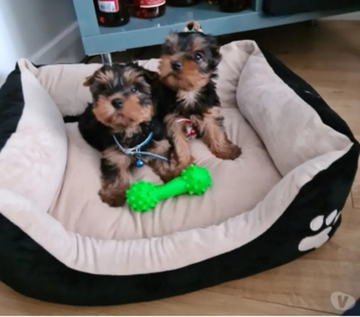 Cachorros Yorkshire Terrier juguetones: machos y hembras disponibles