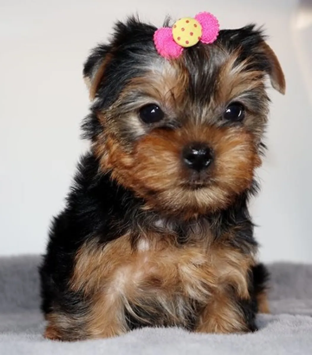 Cachorros Yorkshire Terrier adorables buscan un hogar para siempre