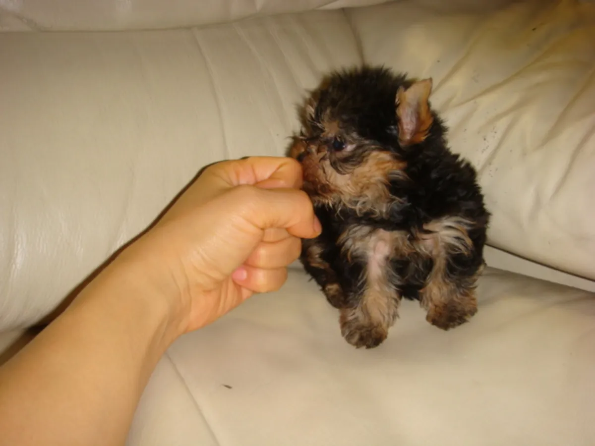 Cachorros Yorkshire Terrier juguetones: machos y hembras disponibles