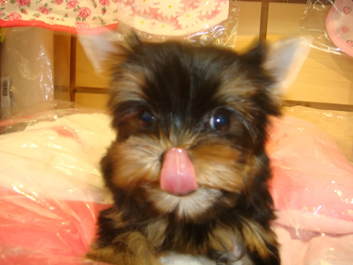 Charming chiots Yorkshire Terrier prêts à rejoindre votre famille