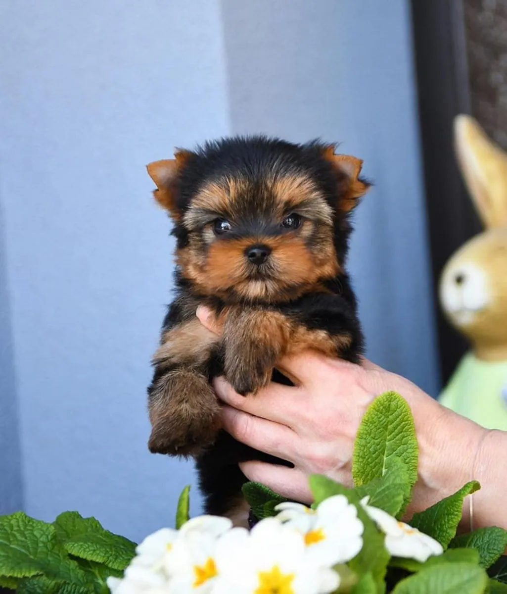 Adorables chiots Yorkshire Terrier cherchent des familles aimantes