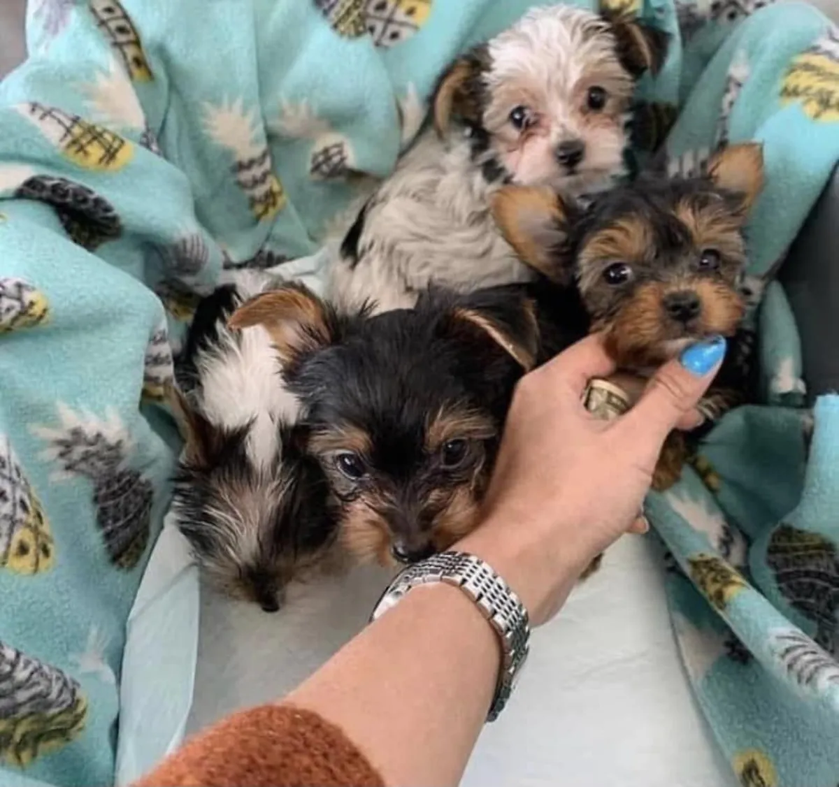Preciosos cachorros de Yorkshire Terrier, machos y hembras