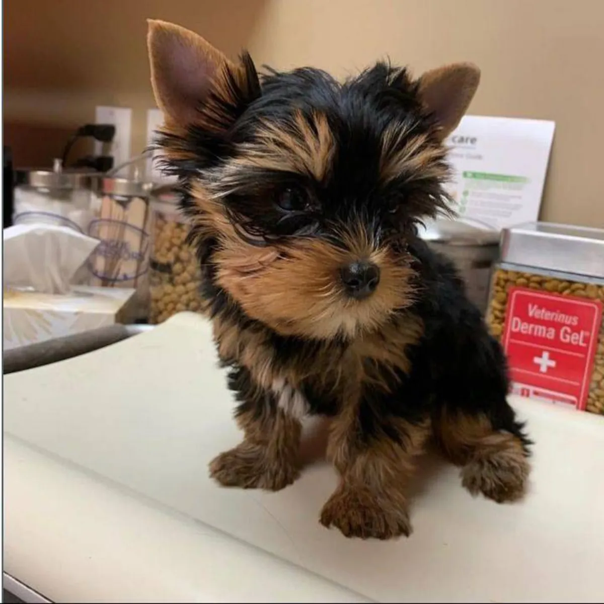 Adopta un hermoso cachorro de Yorkshire Terrier