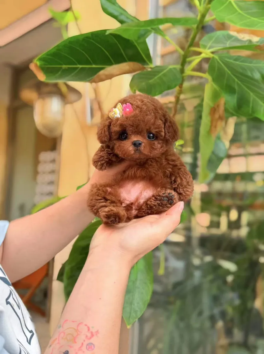 NOTRE CHIOT A UN VISAGE DE BÉBÉ