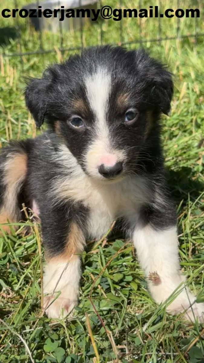 边境牧羊犬幼犬