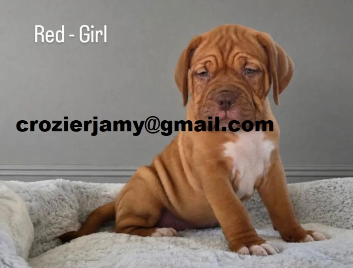 Precious Bordeaux Dog Puppies