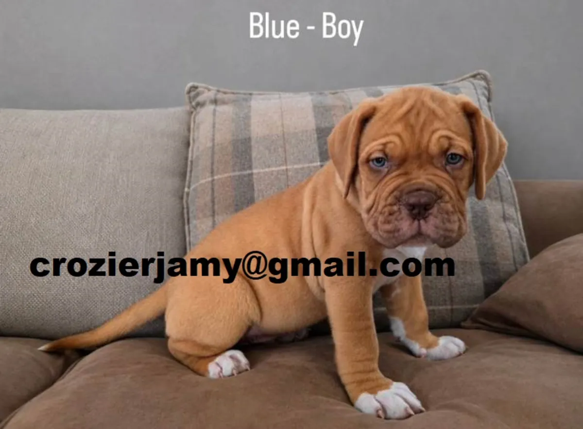 Precious Bordeaux Dog Puppies