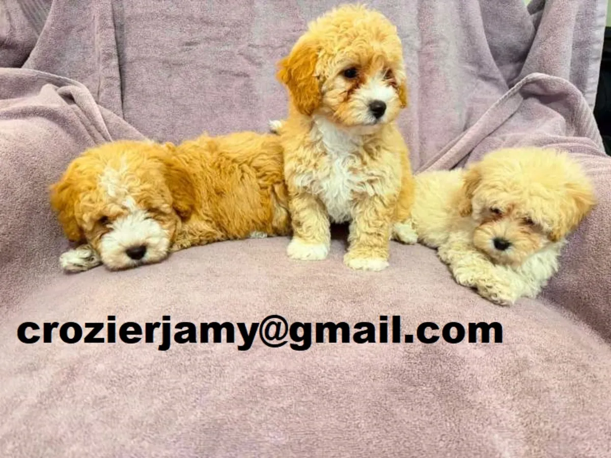 Cachorros Poochon, machos y hembras, adorables