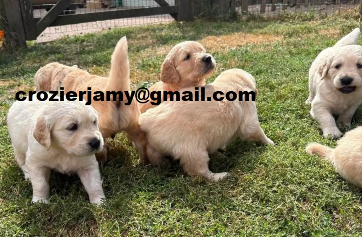 健壮的金毛寻回犬幼犬