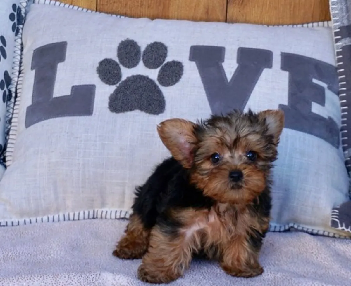 Superbes chiots Yorkshire Terrier, mâles et femelles