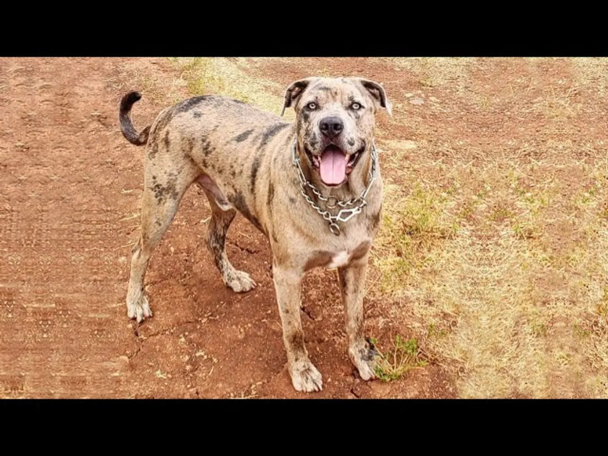 待领养的强壮加泰罗尼亚斗牛犬
