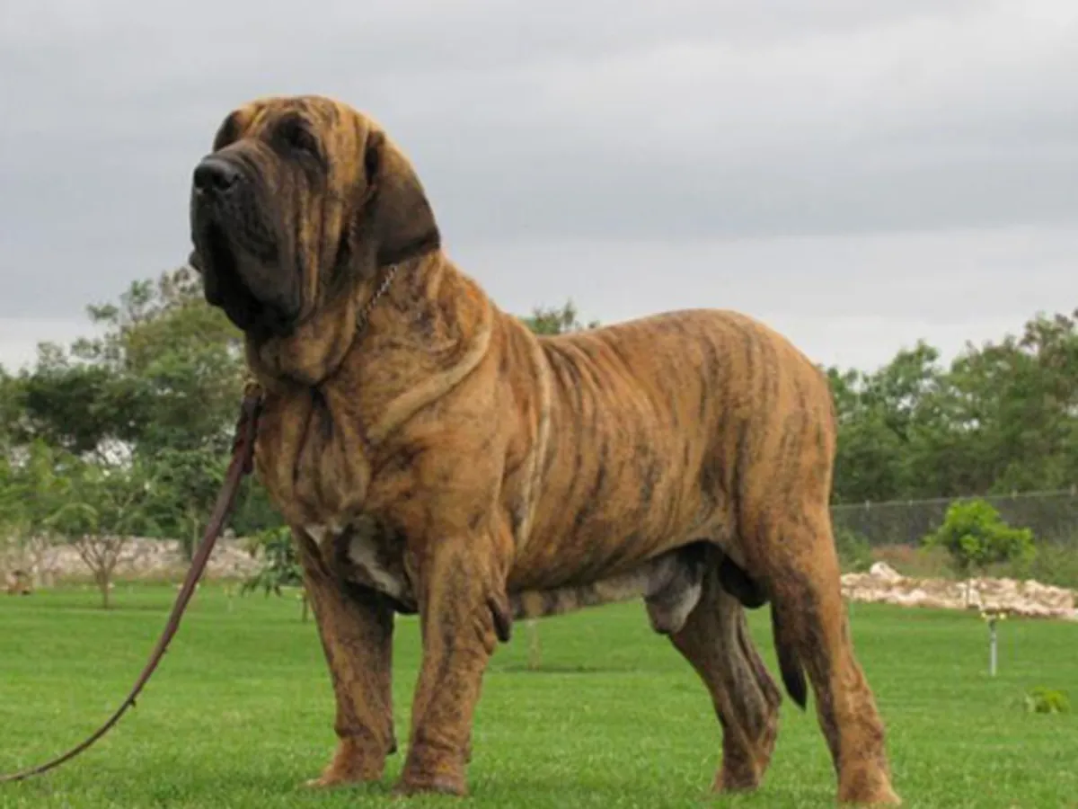 巴西菲拉防护服