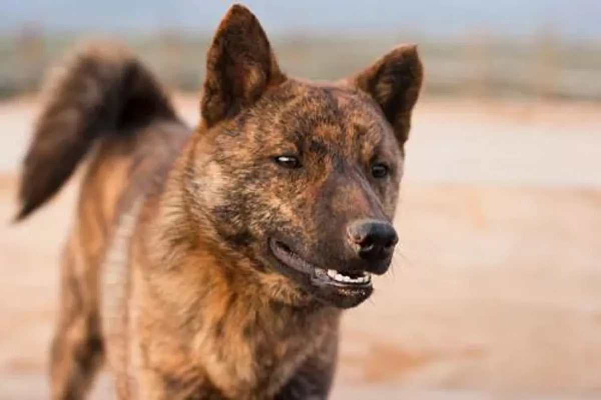 罕见甲斐犬待领养