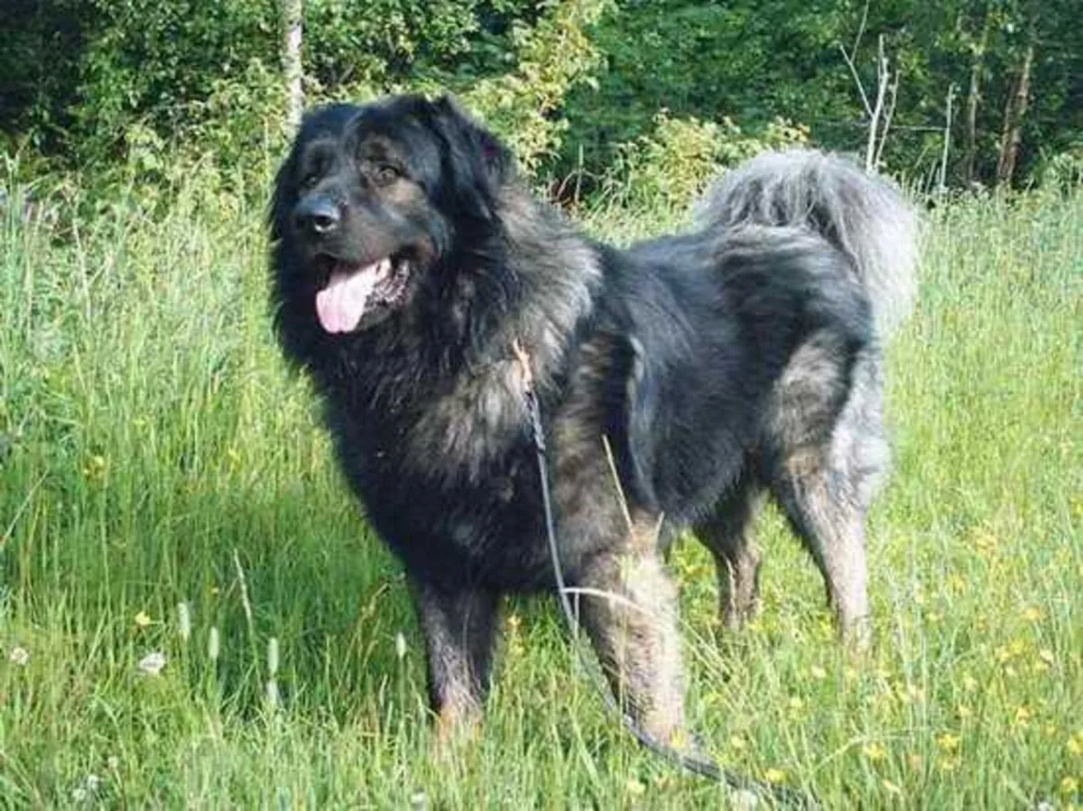 Safkan Kars Çoban Köpeği