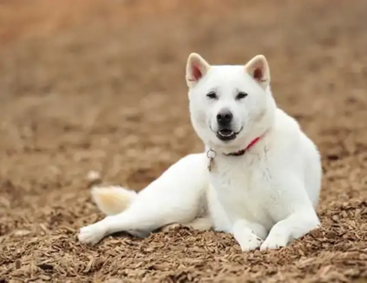 纯种纪州犬待领养