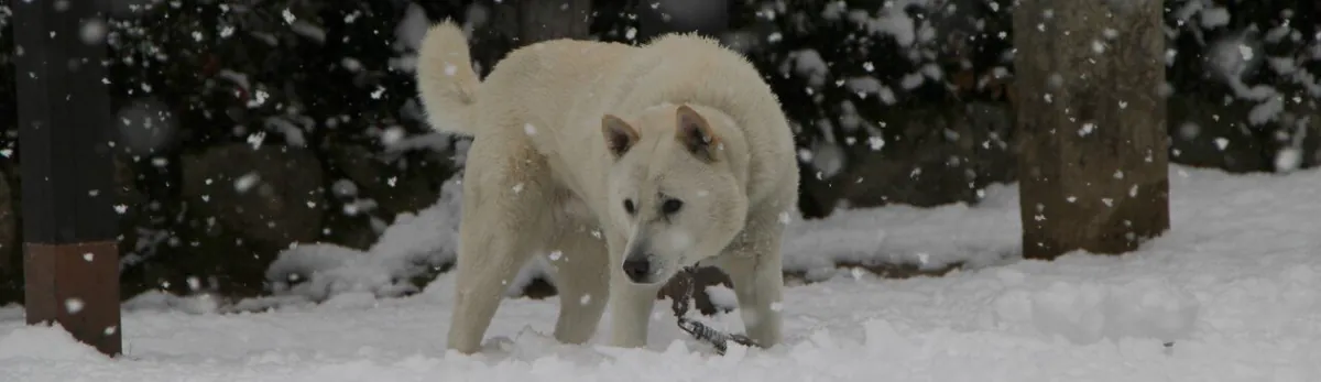 纯种纪州犬待领养