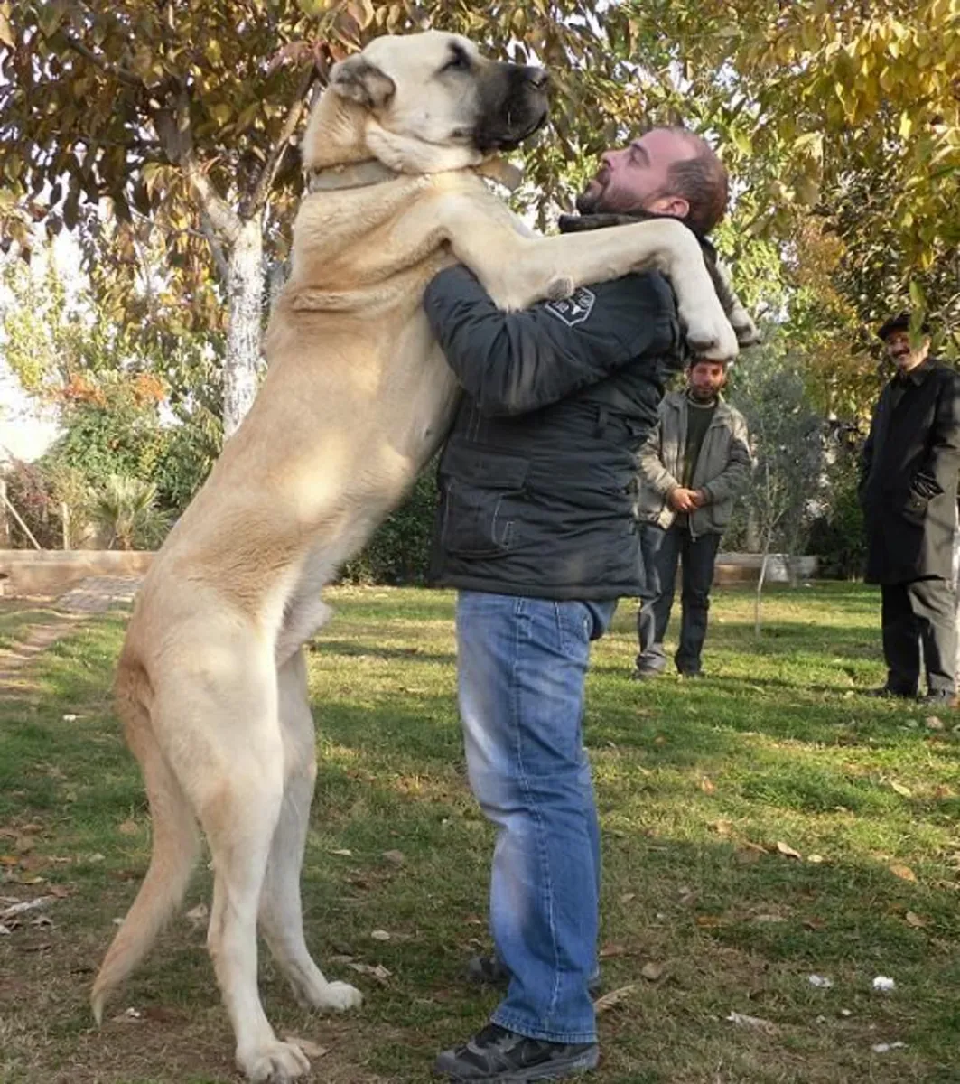 Powerful Aksaray Malakli Dog