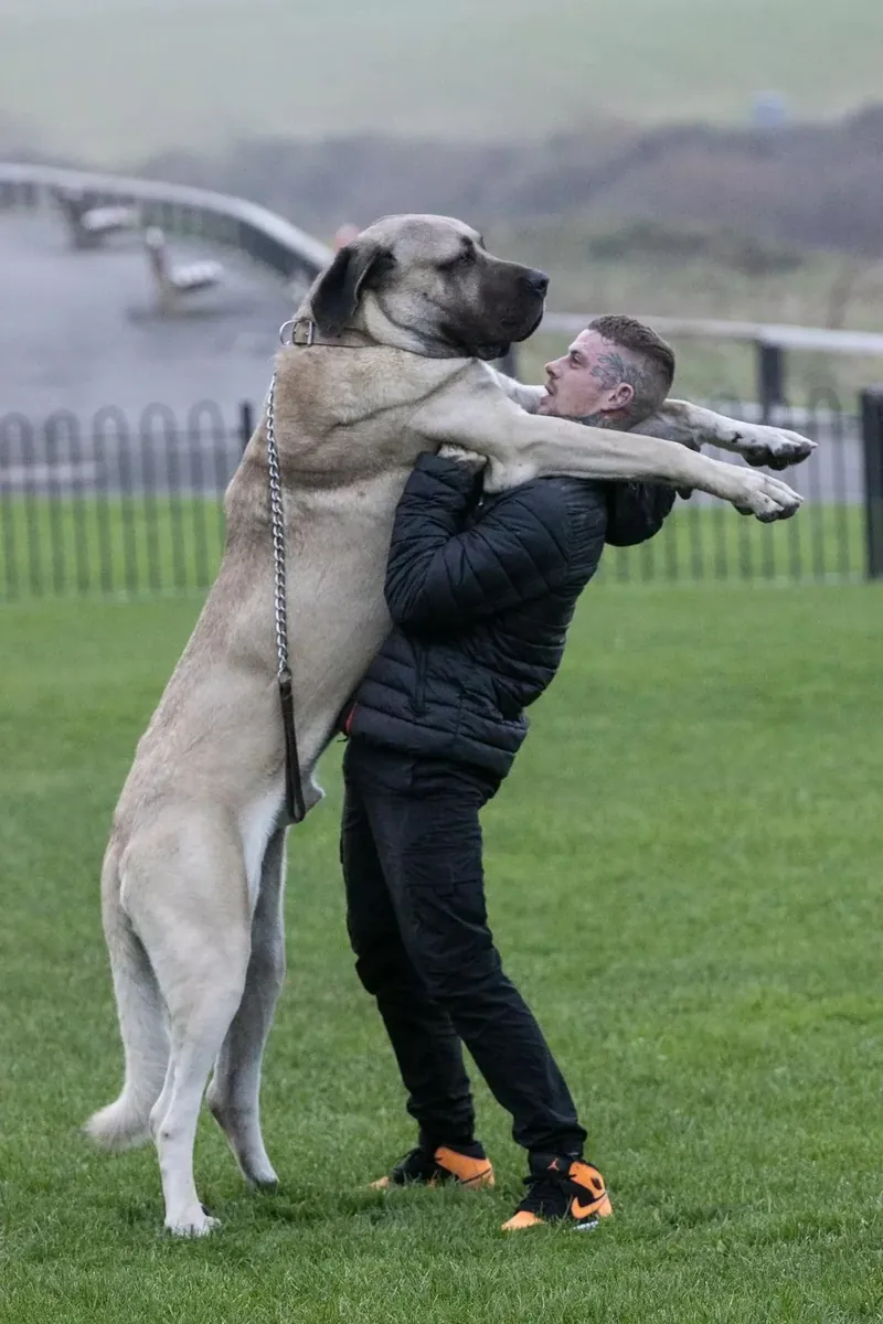 Powerful Aksaray Malakli Dog