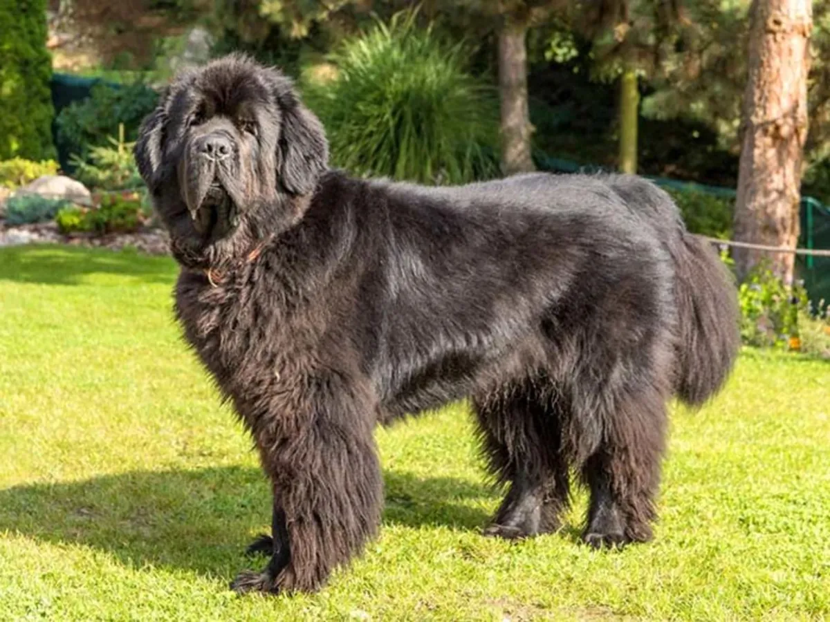 Terranova gentil en adopción