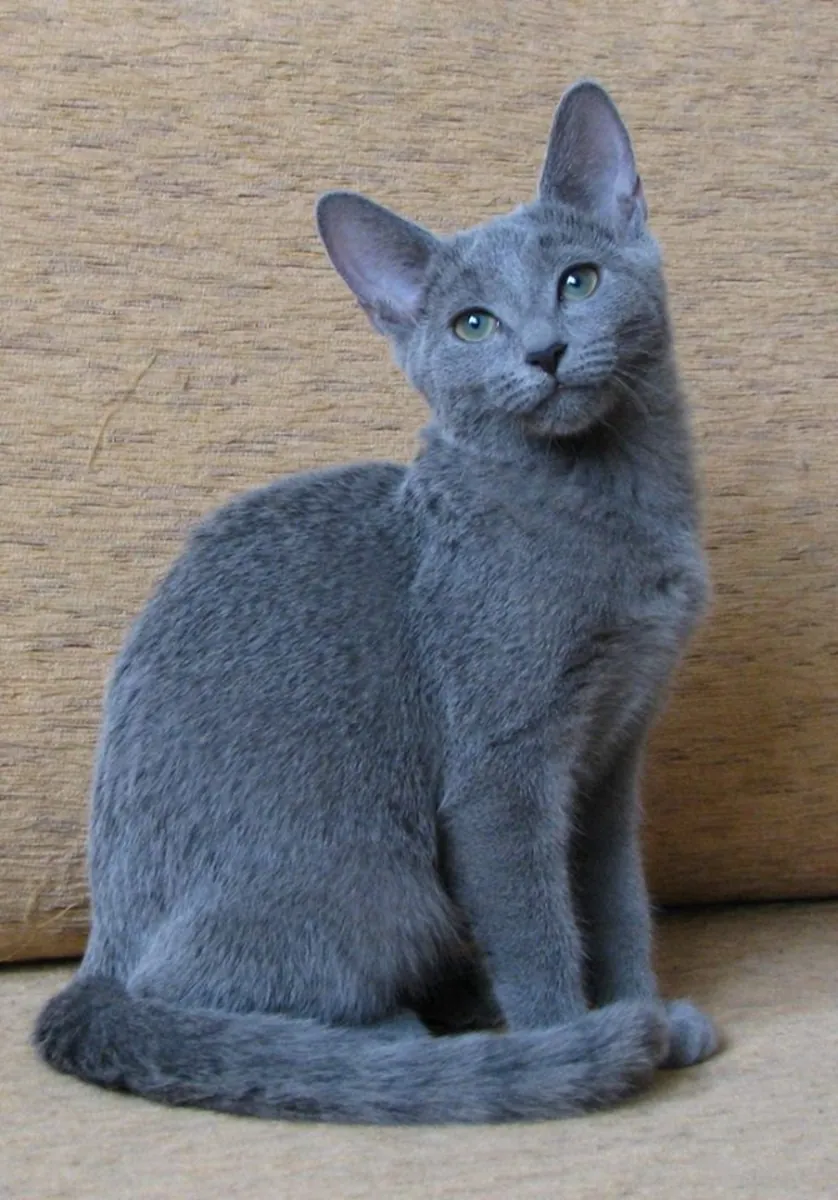 Russian Blue Cat for Sale | Elegant and Calm Breed