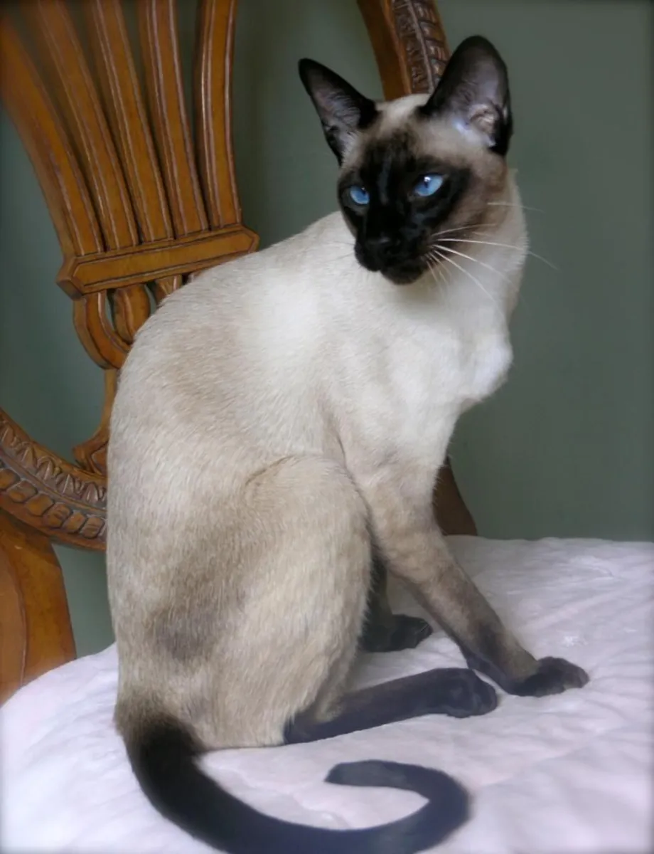 Siamese Cat for Sale | Vocal and Affectionate