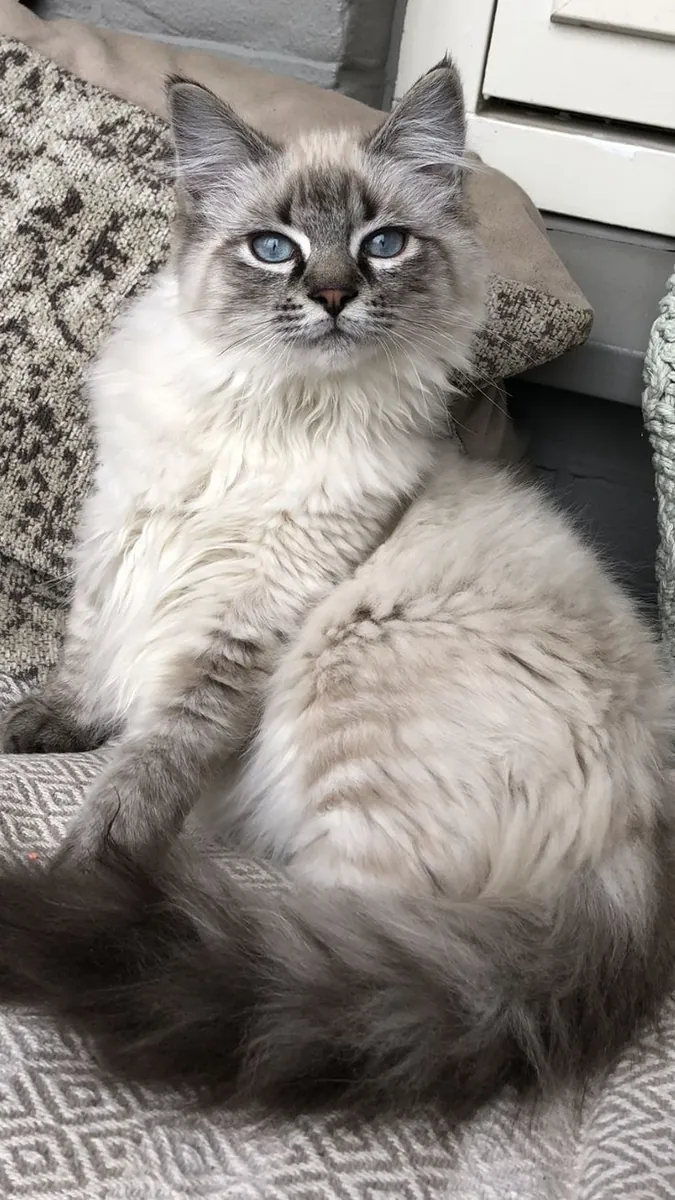 Siberian Cat for Sale | Strong and Hypoallergenic