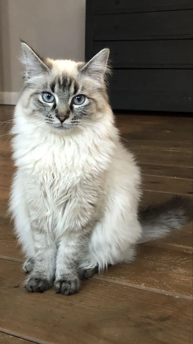 Siberian Cat for Sale | Strong and Hypoallergenic