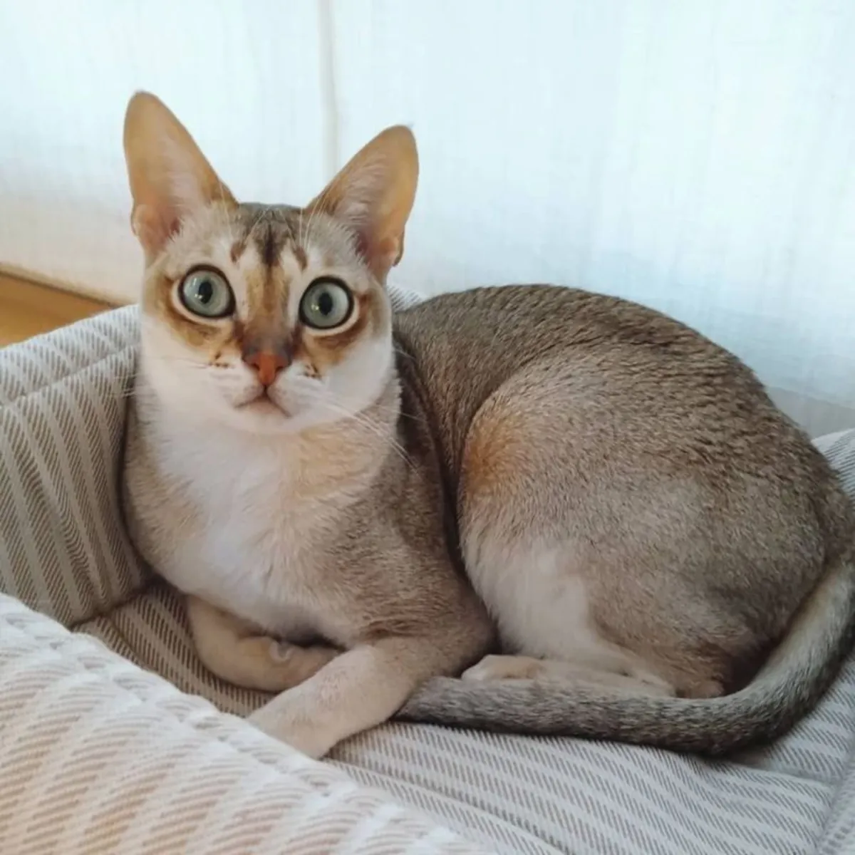Singapura Cat for Sale | Small and Loving