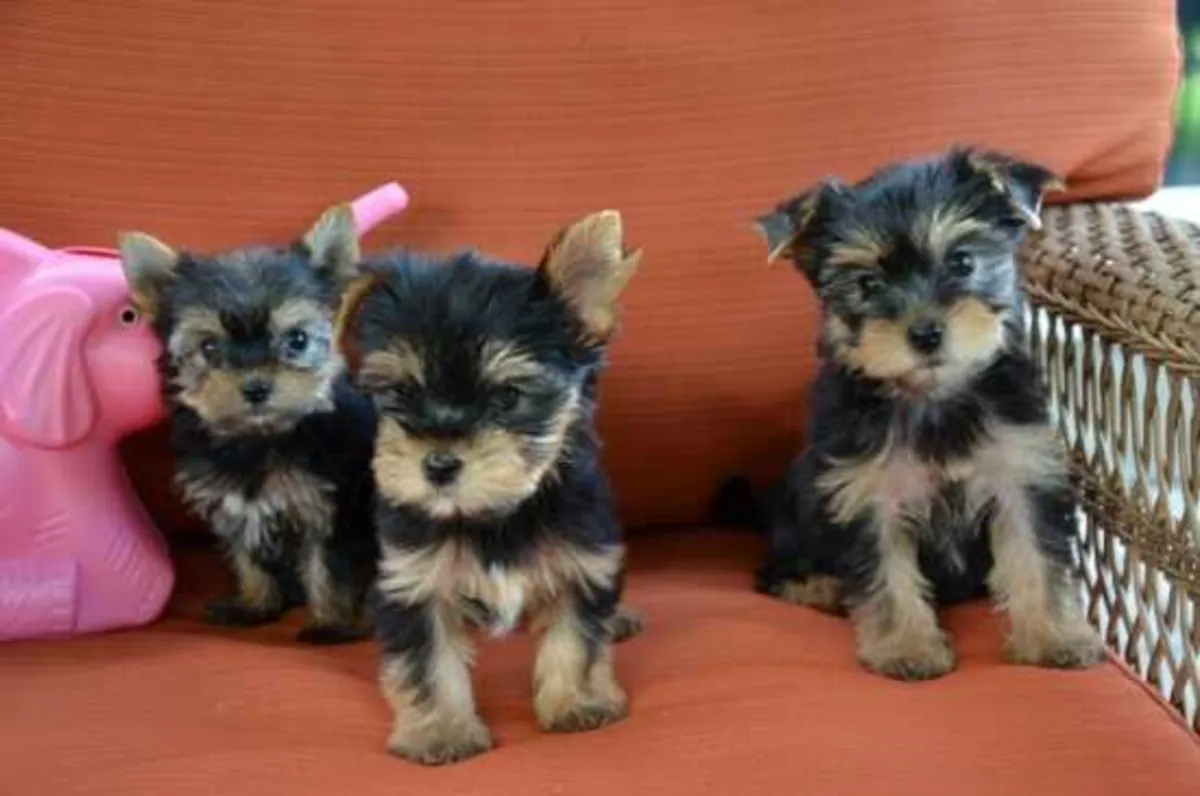 Adorables cachorros de Yorkshire Terrier buscan familias cariñosas