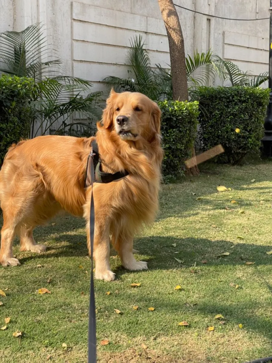 可爱的金毛寻回犬小狗
