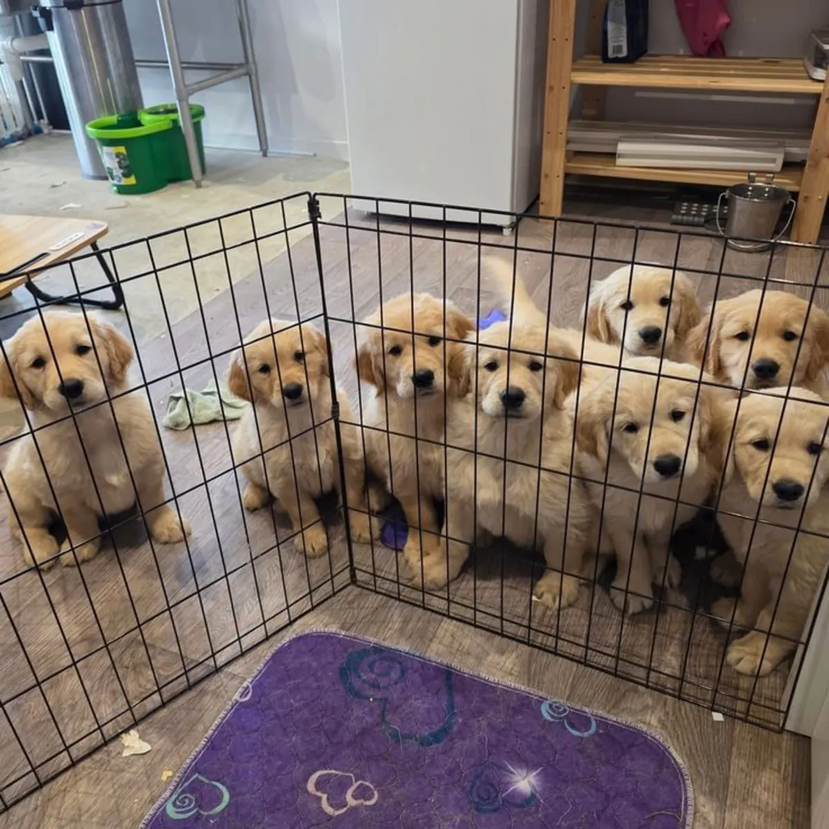 可爱的金毛寻回犬小狗待领养