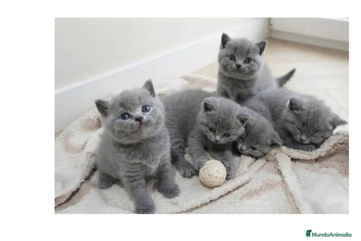 British shorthair kedileri