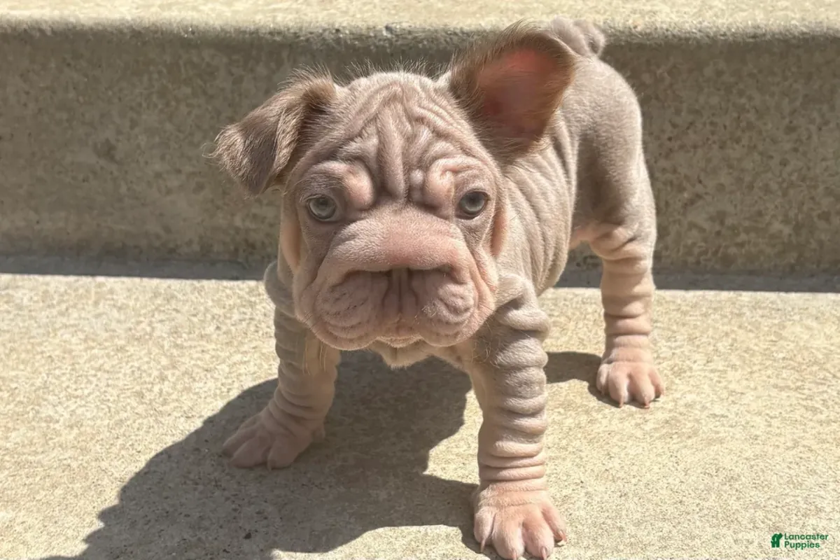 法国斗牛犬幼犬