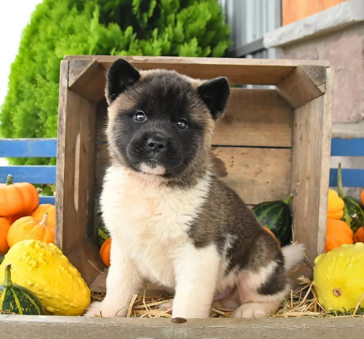 可爱的秋田犬幼崽